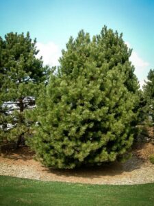 Сосна Чёрная (Pinus Nigra) купить по цене от 270.00р. в интернет-магазине «Посадика» с доставкой почтой в в Усманье и по всей России – [изображение №1].