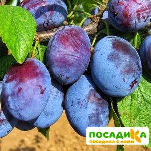 Слива Чачакская ранняя купить по цене от 229.00р. в интернет-магазине «Посадика» с доставкой почтой в в Усманье и по всей России – [изображение №1].