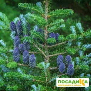 Пихта корейская (Abies koreana) купить по цене от 450.00р. в интернет-магазине «Посадика» с доставкой почтой в в Усманье и по всей России – [изображение №1].