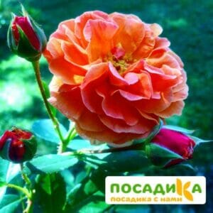 Роза Арабия купить по цене от 350.00р. в интернет-магазине «Посадика» с доставкой почтой в в Усманье и по всей России – [изображение №1].