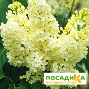 Сирень Примроуз (Primrose) купить по цене от 529.00р. в интернет-магазине «Посадика» с доставкой почтой в в Усманье и по всей России – [изображение №1].