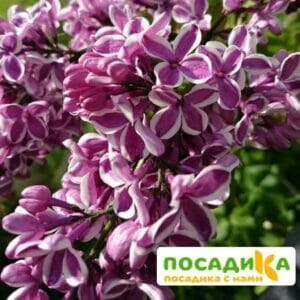 Сирень Сенсация купить по цене от 529.00р. в интернет-магазине «Посадика» с доставкой почтой в в Усманье и по всей России – [изображение №1].