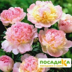 Пион Распберри Сандей (Paeonia Raspberry Sundae) купить по цене от 959р. в интернет-магазине «Посадика» с доставкой почтой в в Усманье и по всей России – [изображение №1].