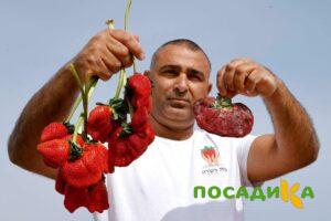 Клубника Гигант Джорнея купить по цене от 266р. в интернет-магазине «Посадика» с доставкой почтой в в Усманье и по всей России – [изображение №1].