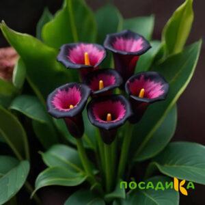 Калла Аура Лейс купить по цене от 400р. в интернет-магазине «Посадика» с доставкой почтой в в Усманье и по всей России – [изображение №1].