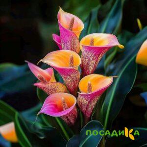 Калла Оникс купить по цене от 450р. в интернет-магазине «Посадика» с доставкой почтой в в Усманье и по всей России – [изображение №1].