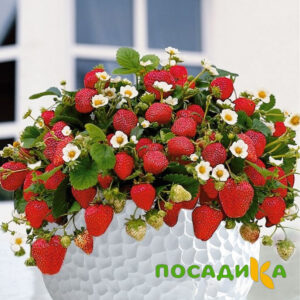 Клубника Рубиновый Шепот (горшечная) купить по цене от 240р. в интернет-магазине «Посадика» с доставкой почтой в в Усманье и по всей России – [изображение №1].