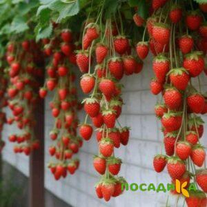 Клубника вьющаяся Комплимент купить по цене от 470р. в интернет-магазине «Посадика» с доставкой почтой в в Усманье и по всей России – [изображение №1].