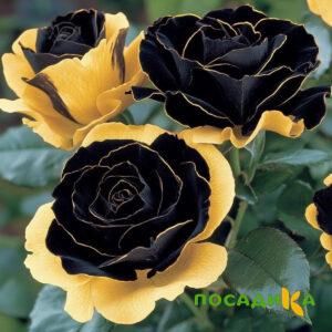 Роза Ханни Сикл купить по цене от 700р. в интернет-магазине «Посадика» с доставкой почтой в в Усманье и по всей России – [изображение №1].