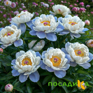 Пион акварельный Этюд купить по цене от 806р. в интернет-магазине «Посадика» с доставкой почтой в в Усманье и по всей России – [изображение №1].