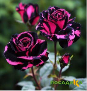 Роза Багровый Шепот купить по цене от 366р. в интернет-магазине «Посадика» с доставкой почтой в в Усманье и по всей России – [изображение №1].