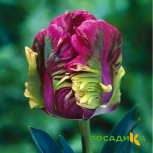 Тюльпан Экзотик Хэвен купить по цене от 186р. в интернет-магазине «Посадика» с доставкой почтой в в Усманье и по всей России – [изображение №1].