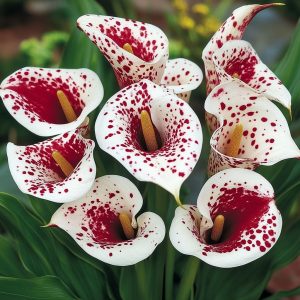 Калла Эмпайр купить по цене от 302р. в интернет-магазине «Посадика» с доставкой почтой в в Усманье и по всей России – [изображение №1].