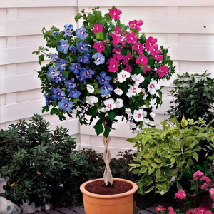 Гибискус-Дерево Триколор купить по цене от 289р. в интернет-магазине «Посадика» с доставкой почтой в в Усманье и по всей России – [изображение №1].