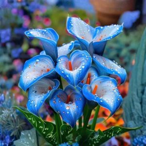 Калла Портрейт купить по цене от 292р. в интернет-магазине «Посадика» с доставкой почтой в в Усманье и по всей России – [изображение №1].