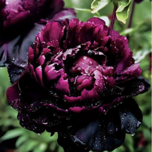 Пион Темный Сад купить по цене от 421р. в интернет-магазине «Посадика» с доставкой почтой в в Усманье и по всей России – [изображение №1].