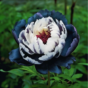 Пион Древовидный Инь-Янь купить по цене от 419р. в интернет-магазине «Посадика» с доставкой почтой в в Усманье и по всей России – [изображение №1].