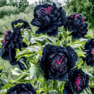 Пион древовидный Сердце Афродиты купить по цене от 600р. в интернет-магазине «Посадика» с доставкой почтой в в Усманье и по всей России – [изображение №1].